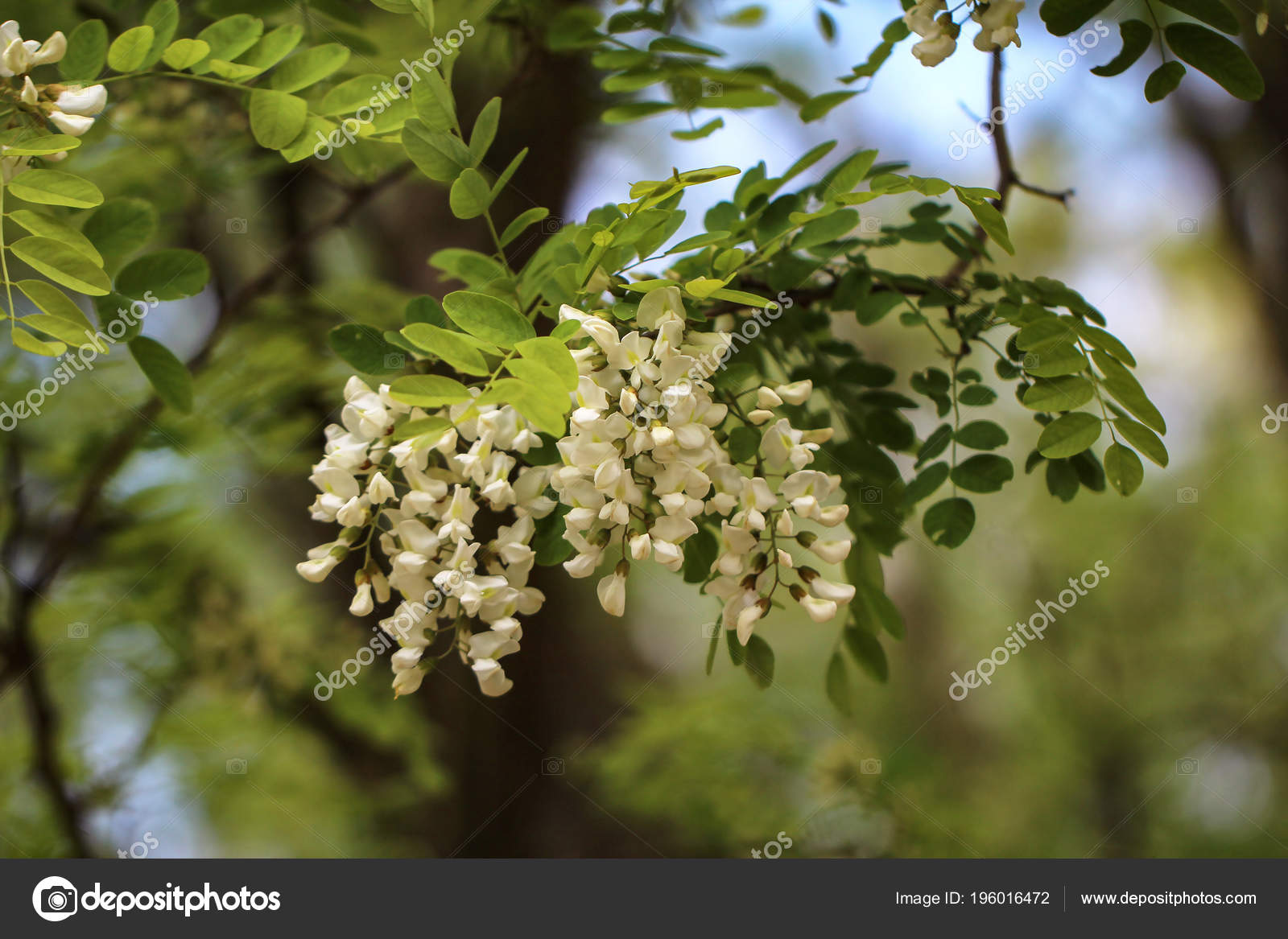 Robinie Black Locust Robinia Pseudoacacia Flowers Stock Photo By C Malleo Robinie Black Locust Robinia Pseudoacacia Flowers Stock Photo By C Malleo