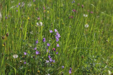 Güneşli bir yaz gününde çayır çiçekleri