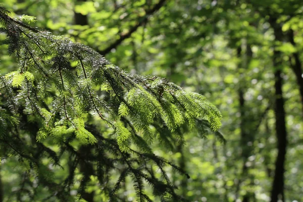 Barrträd Skogen Nålar Närbild — Stockfoto