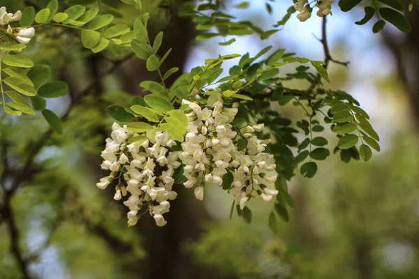 Robinie Locuste Nere Robinia Pseudoacacia Fiori — Foto Stock