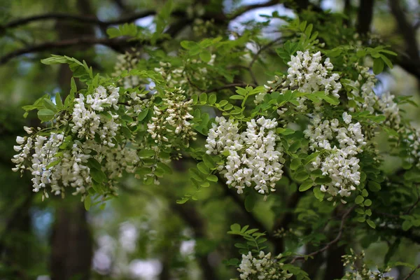 Robinie Locuste Nere Robinia Pseudoacacia Fiori — Foto Stock