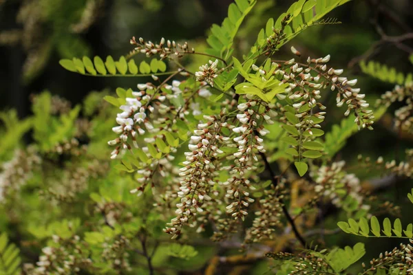 Robinie Black Locust Robinia Pseudoacacia Flowers — Stock Photo, Image