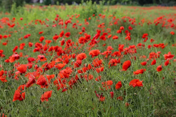 Coquelicot Rouge Sur Fond Vert — Photo