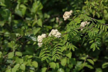 Çiçekli rowan ormanda