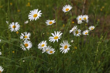 Yeşil arka planda beyaz papatya