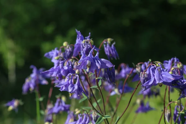 Λεπτή Columbine Λουλούδι Aquilegia Vulgaris Στον Κήπο — Φωτογραφία Αρχείου