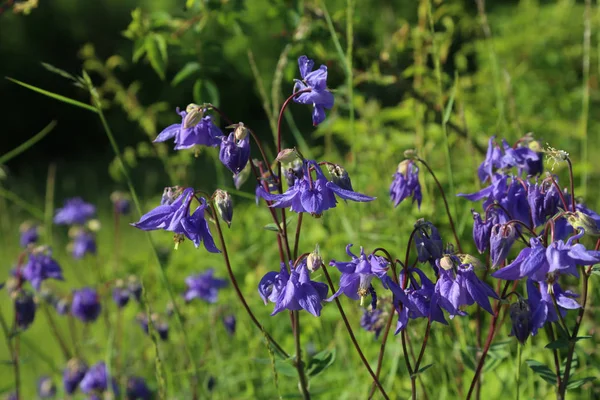 Λεπτή Columbine Λουλούδι Aquilegia Vulgaris Στον Κήπο — Φωτογραφία Αρχείου