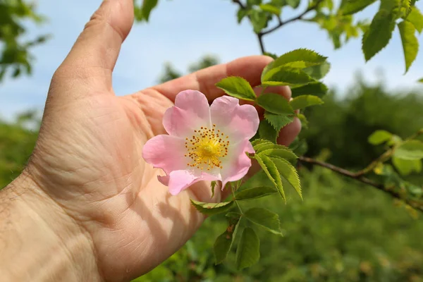 Dogrose Krásné Květiny Dogrose Kvetou Zahradě Jaře — Stock fotografie