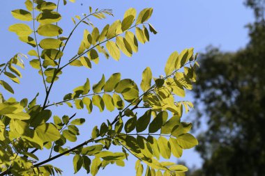 Yay / genç yapraklar güneşin