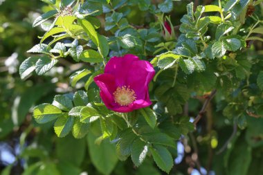 Kalça çiçek yeşil bir arka plan üzerinde