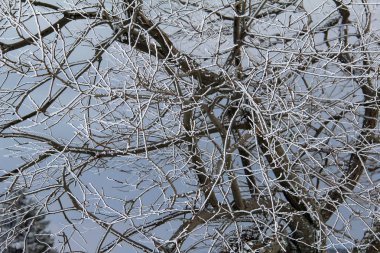 Hoarfrost ağaçlarının dalları üzerinde