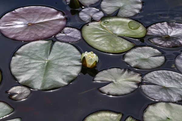 Φύλλα Της Κρίνος Νερό Κολύμπι Στη Λίμνη Κρίνοι Νερού — Φωτογραφία Αρχείου