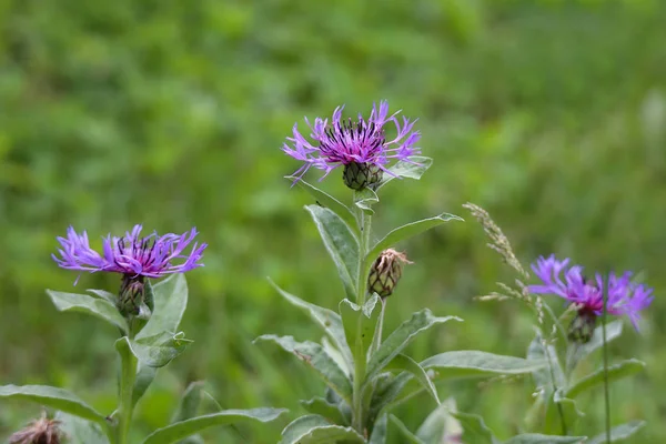 Flowers Cornflowers Green Background — Stock Photo, Image