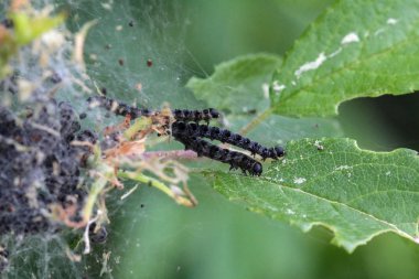 Ağaç bitki örtüsü tırtıllar yemek