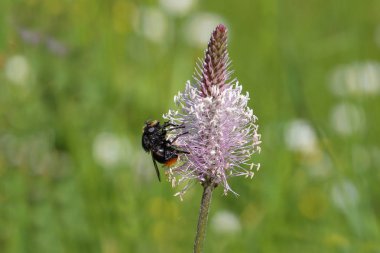 anında bir çiçek üzerinde oturur