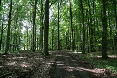 Orman manzara / Road ormandaki