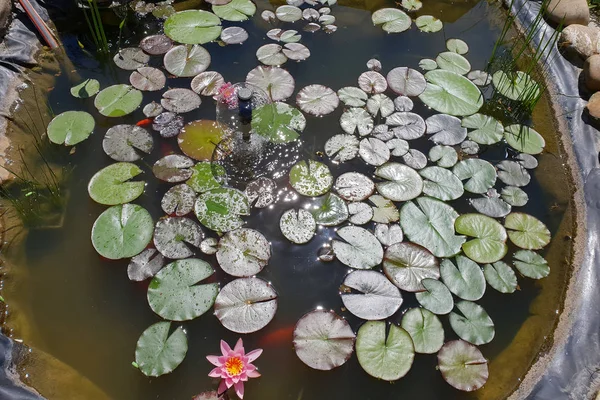 睡蓮の葉が池に泳ぐ — ストック写真