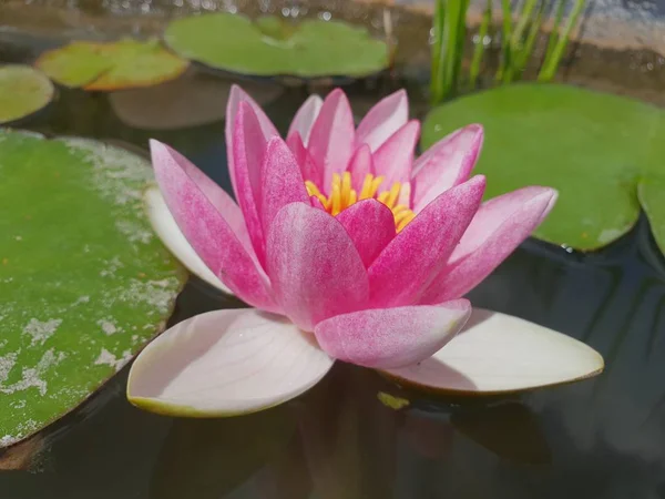 Nilüfer yapraklarının gölde yüzmek / lilyum su