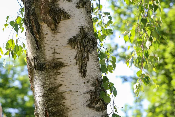 Bir Huş Ağacının Gövdesi Arka Planda Yeşillik — Stok fotoğraf