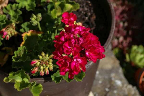 Geranium Kwiaty Balkonowe — Zdjęcie stockowe