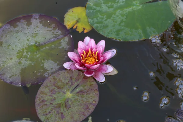 睡蓮の葉が池に泳ぐ — ストック写真