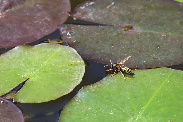 Wasp Drinking Water Pond — Stock Photo, Image