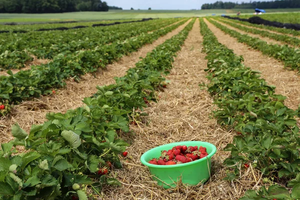 Strawberries Freshly Picked Strawberries Royalty Free Stock Photos