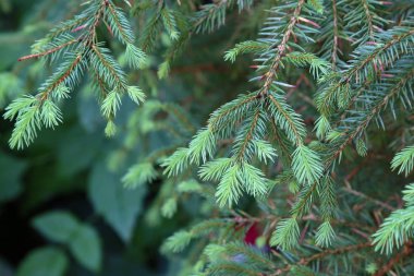 Orman / orman iğneler yakın çekim