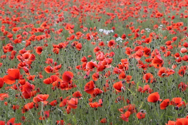 Red Poppies Poppy Field — Stock Photo, Image