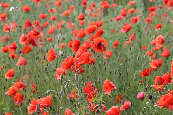 Coquelicots Rouges Champ Pavot — Photo