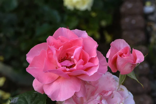Hermosas Rosas Jardín — Foto de Stock