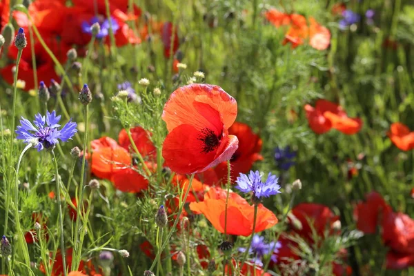 Coquelicots Rouges Champ Pavot — Photo