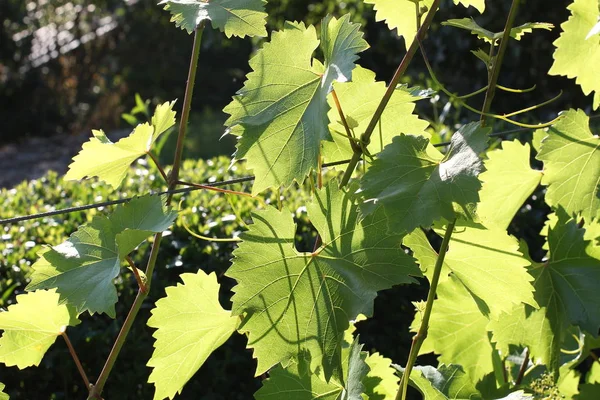 Grapes Ripening Vineyard — Stock Photo, Image