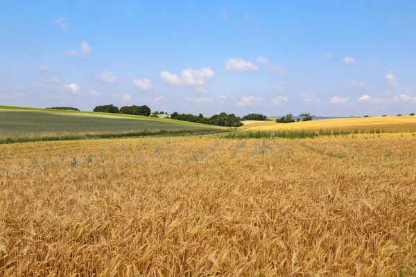 Agrarische Landschap Tarweveld — Stockfoto