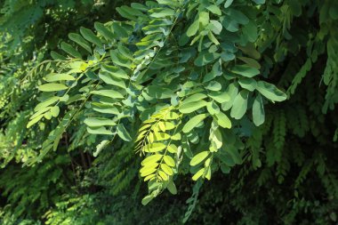 Güneşte yeşil yapraklar