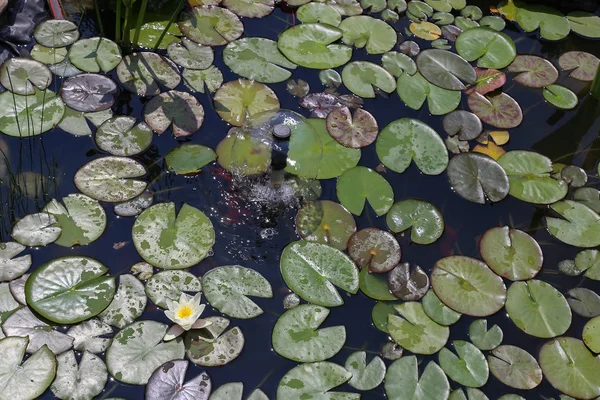 睡蓮の葉が池に泳ぐ — ストック写真