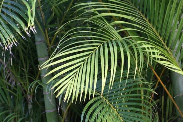 Beautiful Leaves Palm — Stock Photo, Image