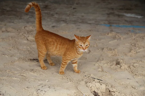 Red cat on the sand on the beach