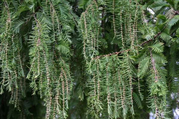 Coniferous Tree Forest Stock Image