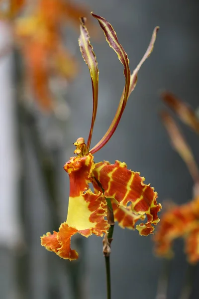 Bunga Anggrek Yang Mekar Indah Bunga Berwarna Warni Bunga Dekoratif — Stok Foto