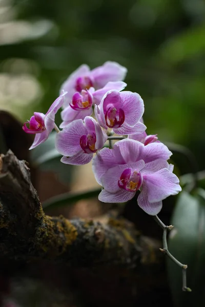 Bunga Anggrek Yang Mekar Indah Bunga Berwarna Warni Bunga Dekoratif — Stok Foto