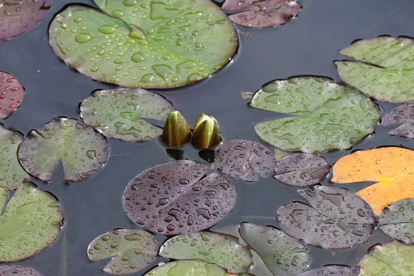 睡蓮の葉が池で泳ぐ — ストック写真
