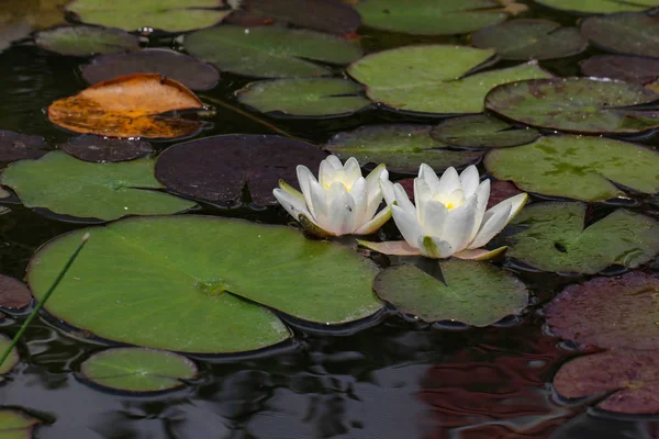 睡莲的叶子在池塘里游泳 — 图库照片