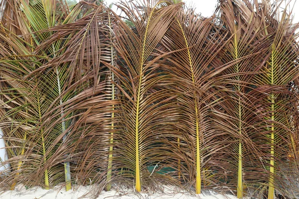 Stare Liście Palmowe Stanąć Pod Ścianą — Zdjęcie stockowe
