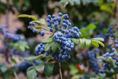 Dalları üzerinde mavi çilek