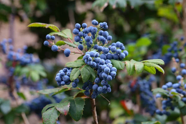 Dalları üzerinde mavi çilek