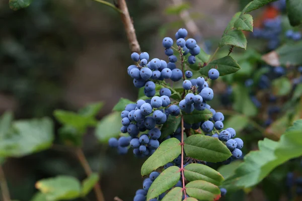 Bacche Blu Sui Rami — Foto Stock