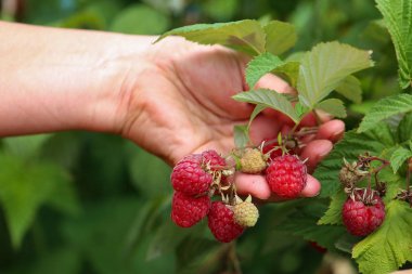 Toplama ahududu bahçe