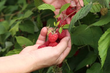 Toplama ahududu bahçe