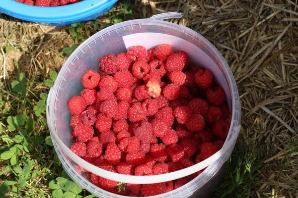 Raspberries Freshly Picked Raspberries — Stock Photo, Image